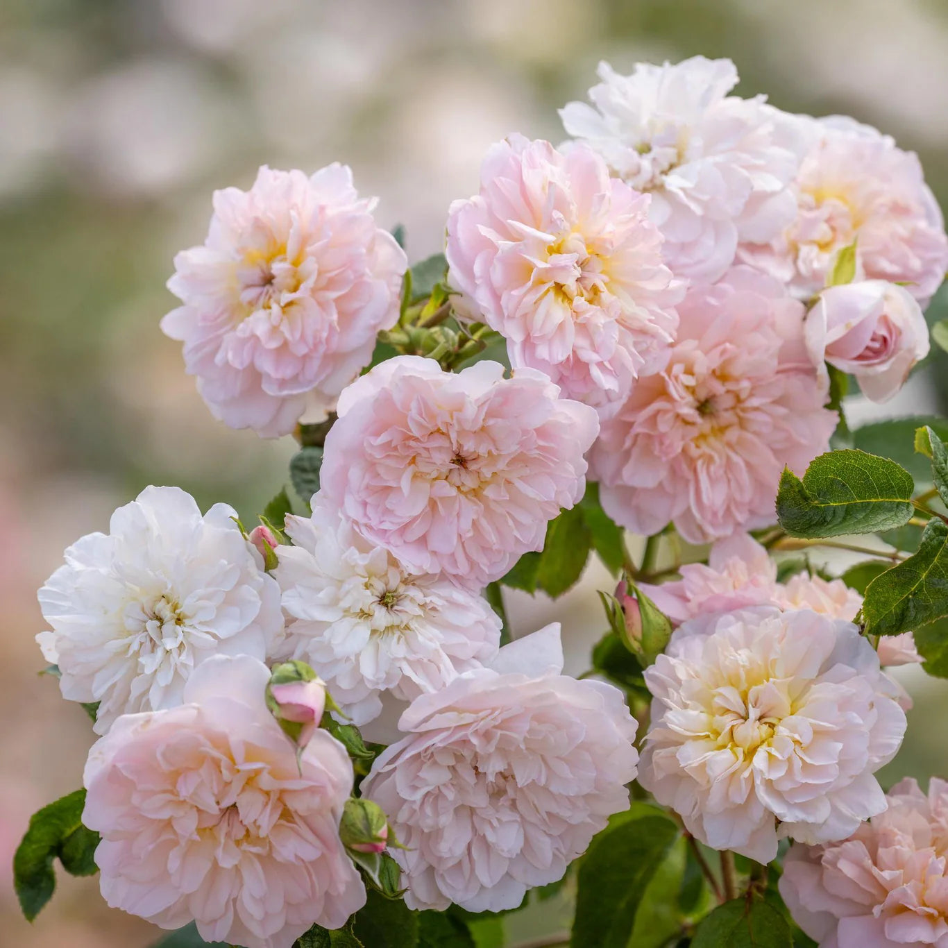 Rosa 'Elizabeth' (struikroos)
