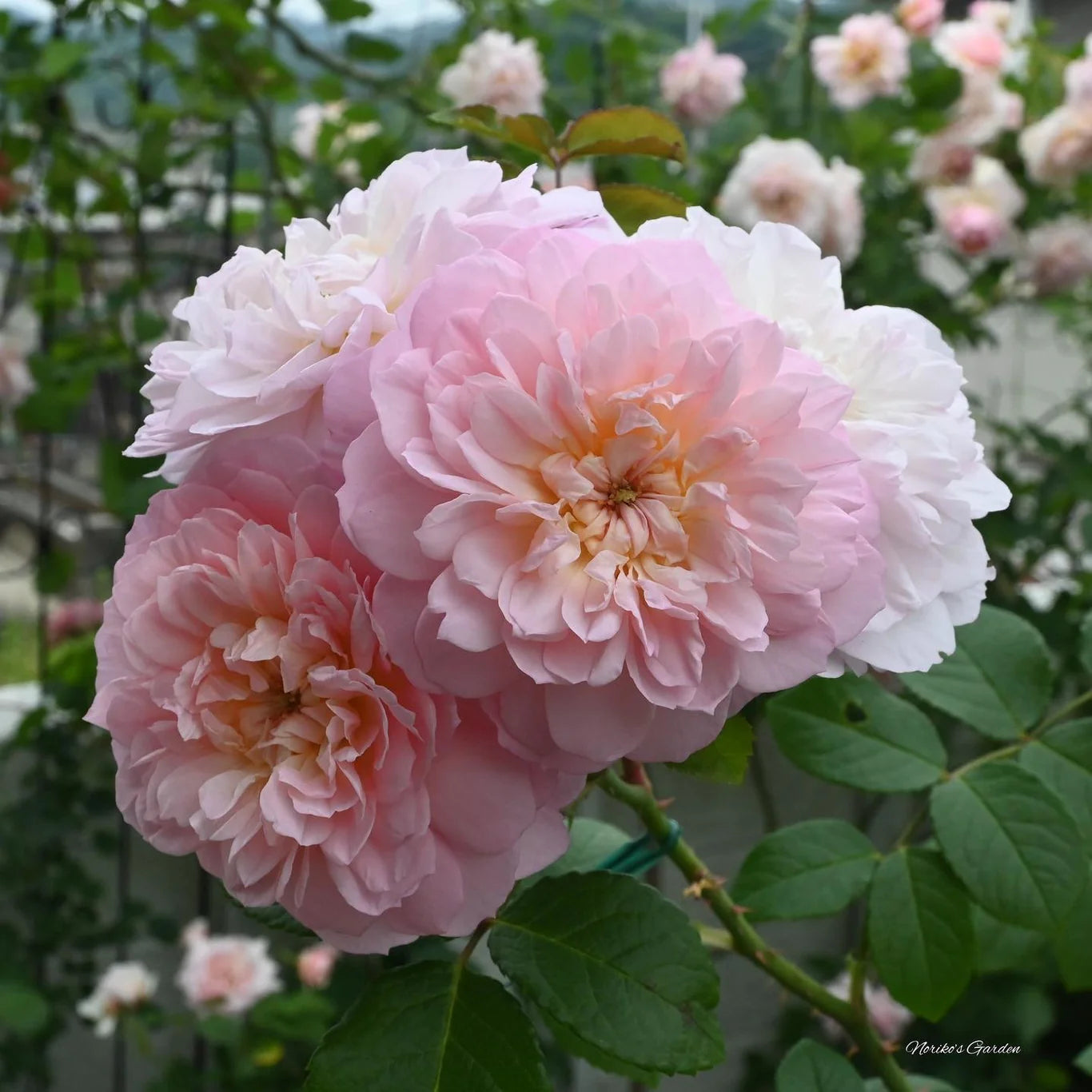 Rosa 'Elizabeth' (struikroos)