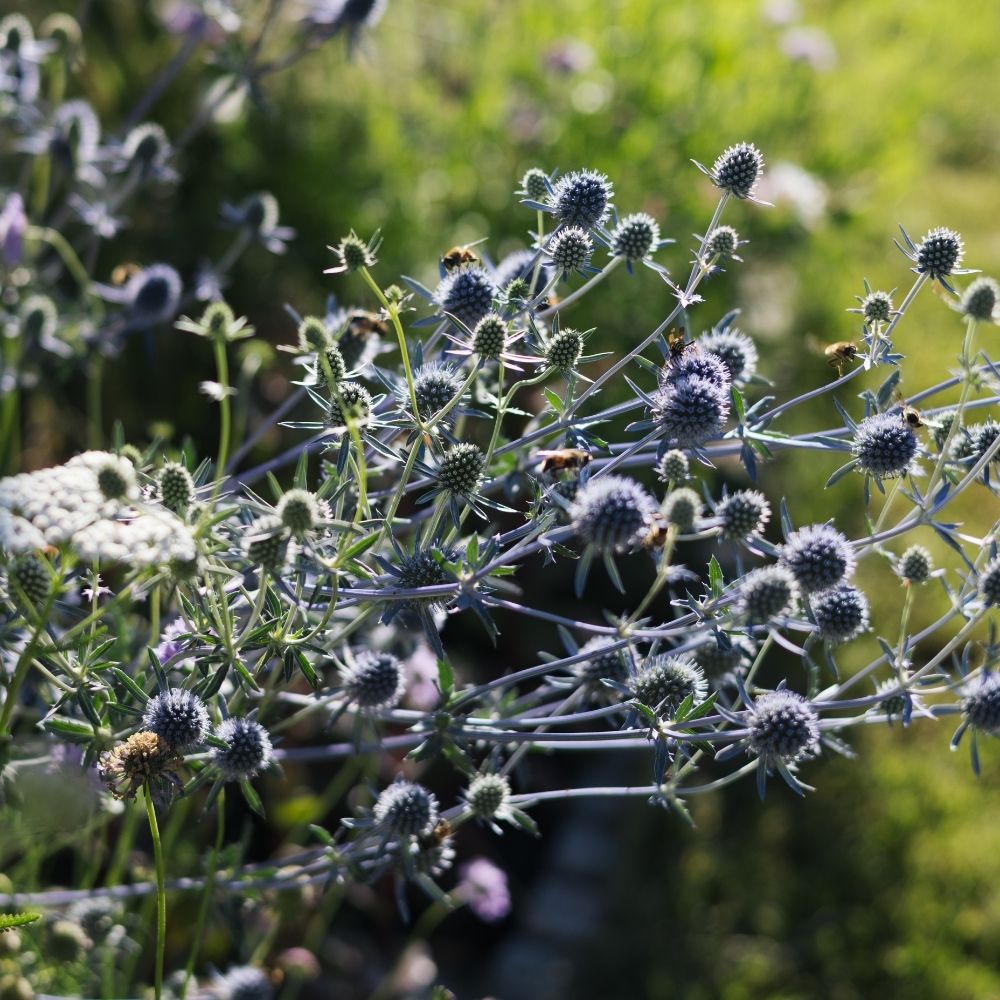 Eryngium planum (kruisdistel) BIO