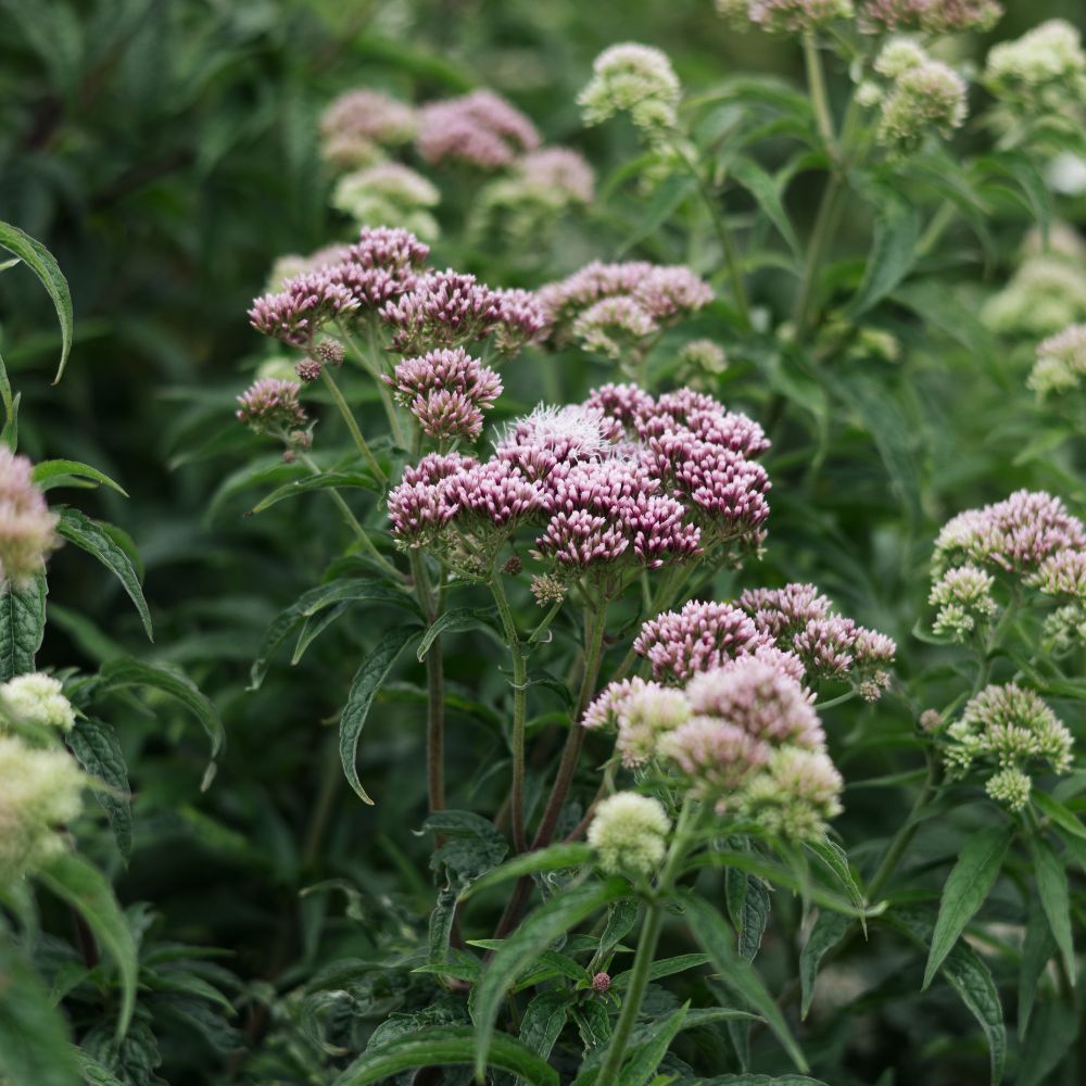 Eupatorium cannabinum (koninginnekruid)