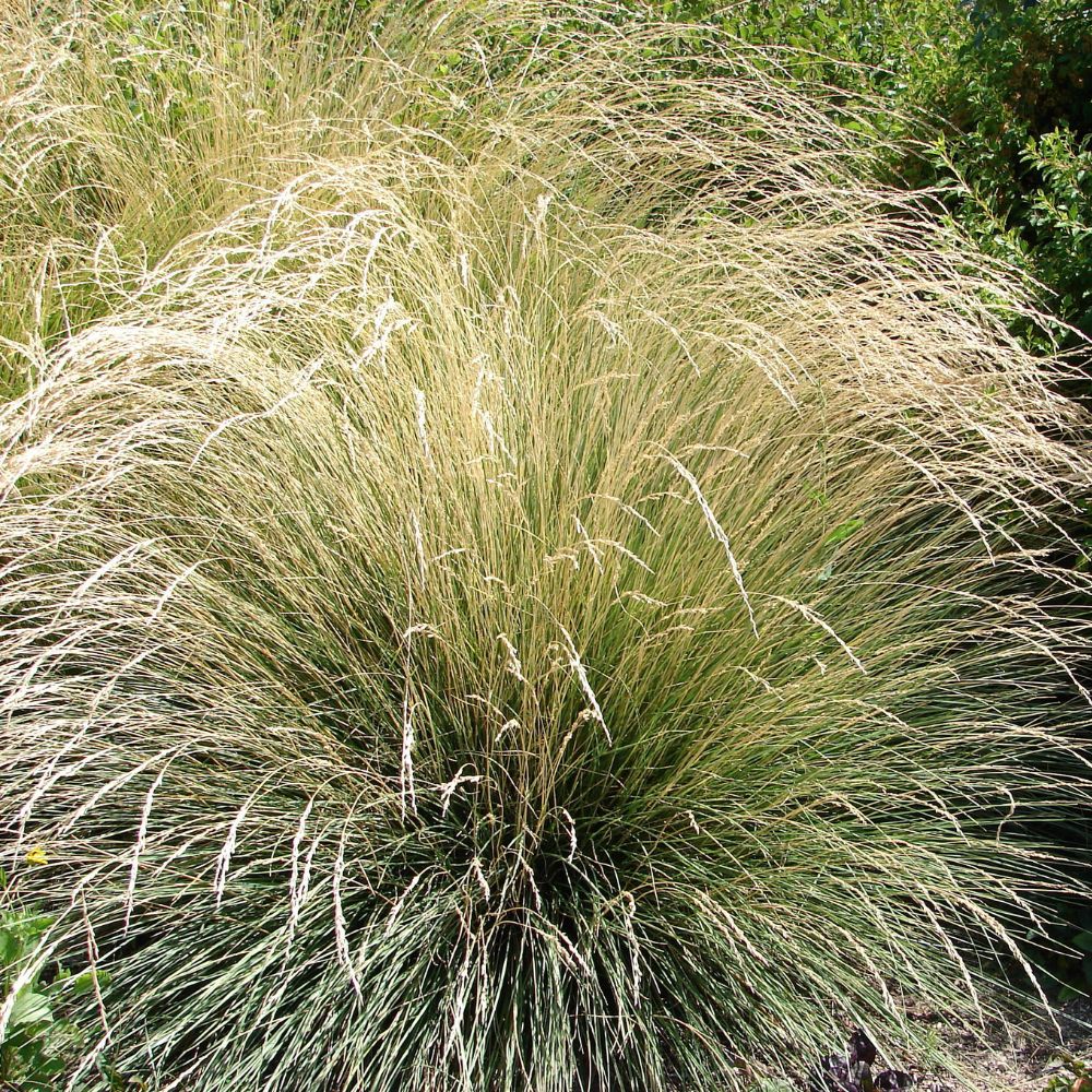 Festuca mairei (zwenkgras) BIO