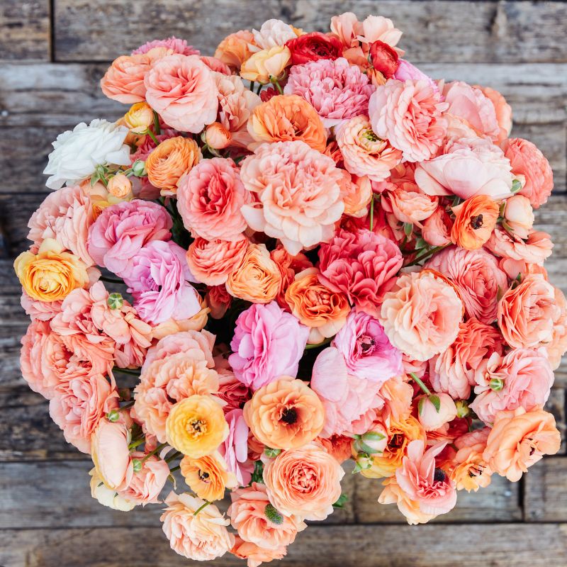 Franse ranonkel 'Champagne' (10 stuks)