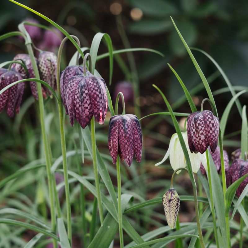 Fritillaria meleagris (kievitsbloem, 20 stuks) BIO