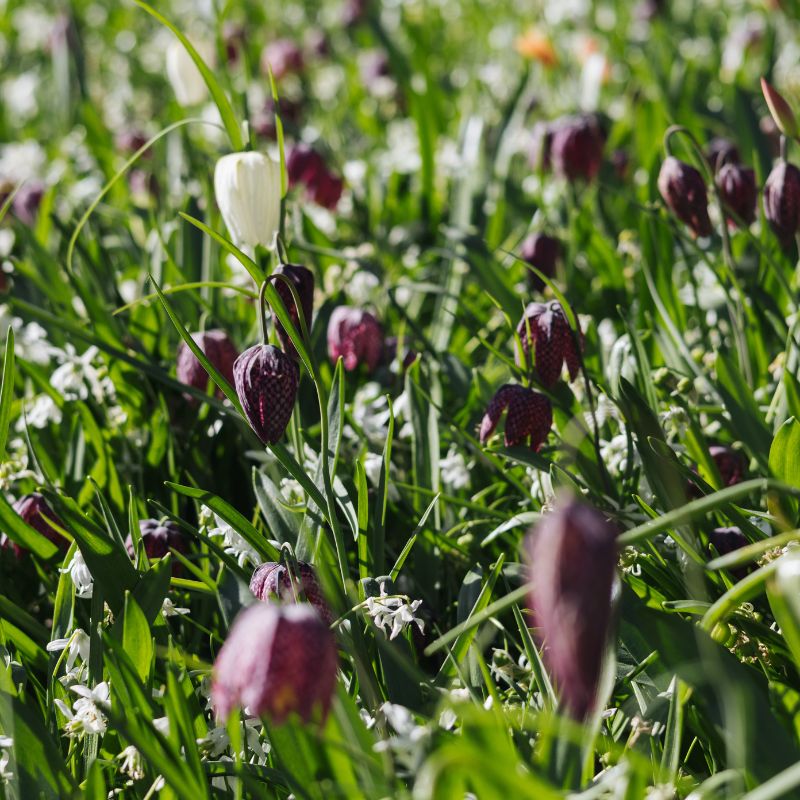 Fritillaria meleagris (kievitsbloem, 20 stuks) BIO