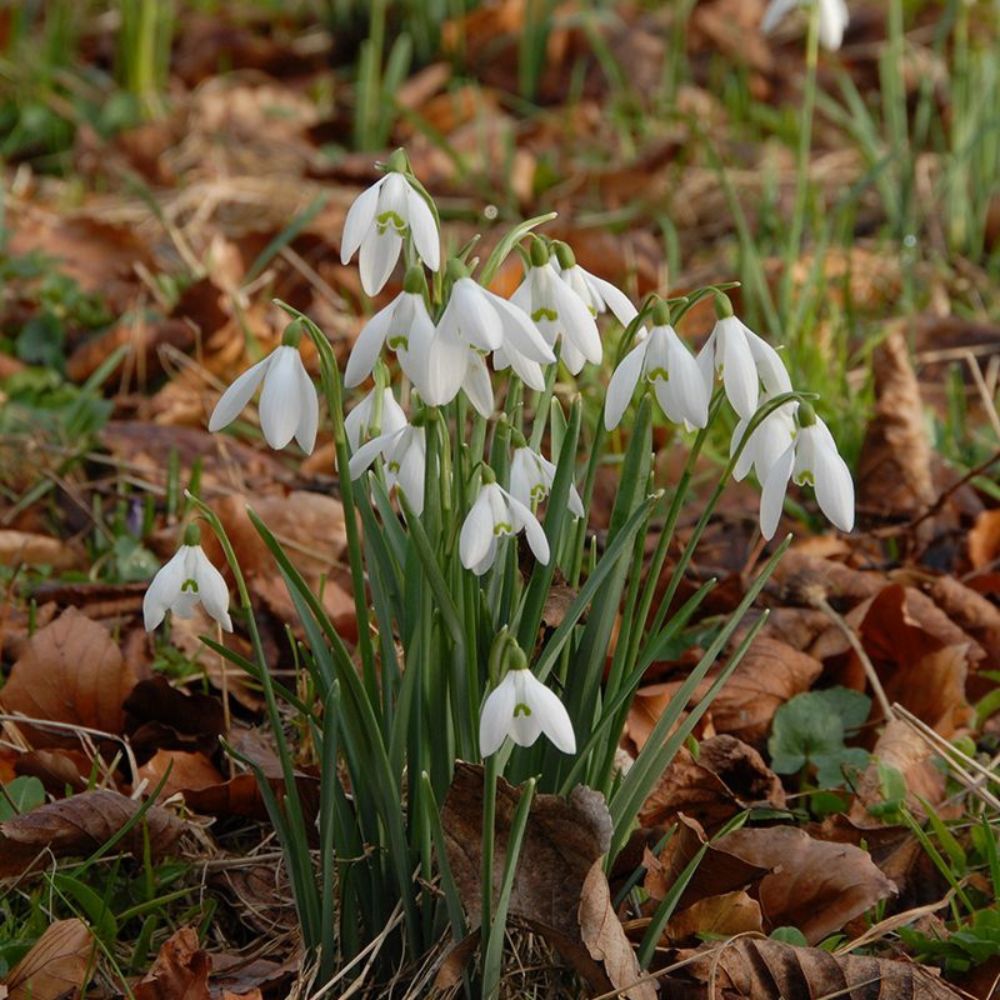 Galanthus nivalis (sneeuwklokje, 10 stuks)