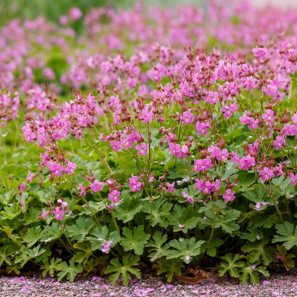 Geranium cantabrigiense 'Cambridge' (ooievaarsbek) BIO