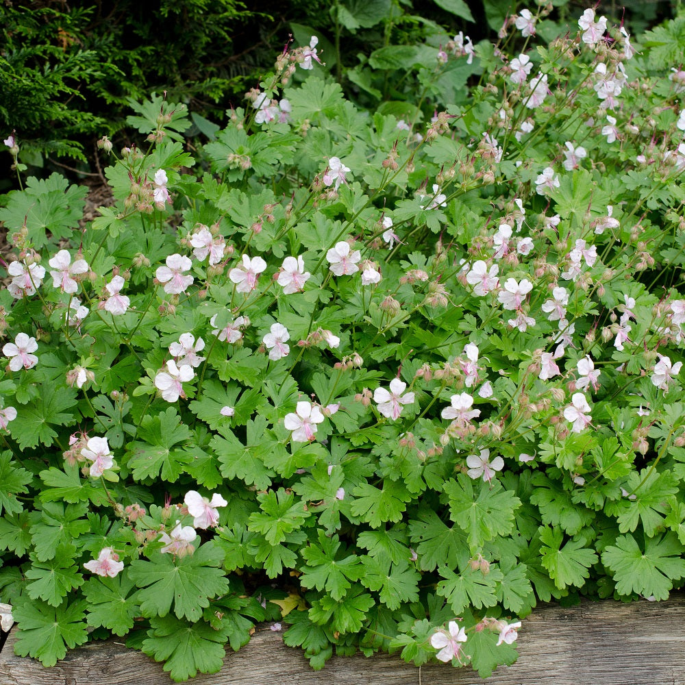 Geranium cantabrigiense 'St Ola' (ooievaarsbek) BIO