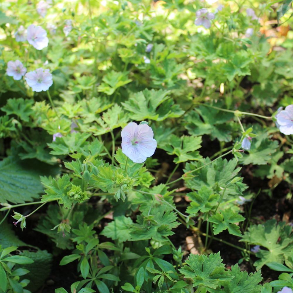 Geranium 'Lilac Ice' (ooievaarsbek)