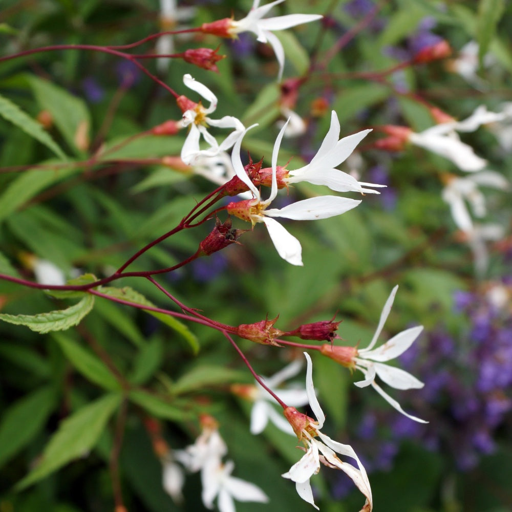 Gillenia trifoliata (braakwortelspirea)