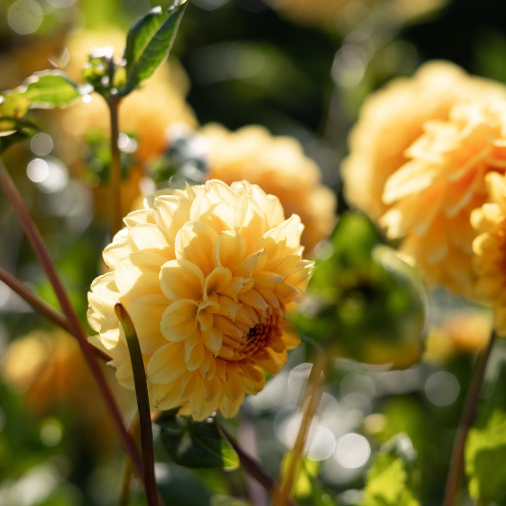Dahlia 'Golden Scepter'