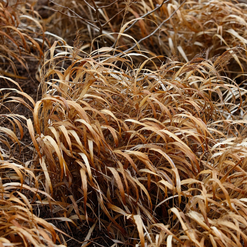 Hakonechloa macra (japans berggras) BIO