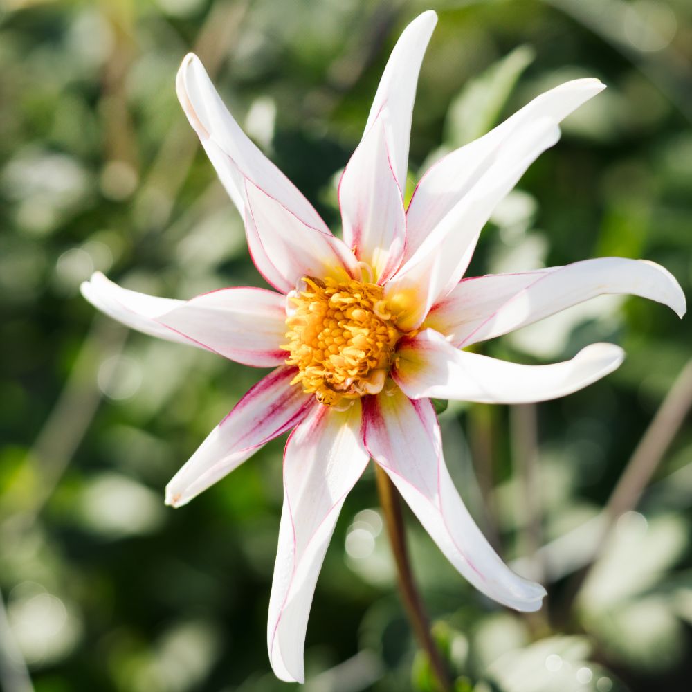 Dahlia 'Honka Fragile'