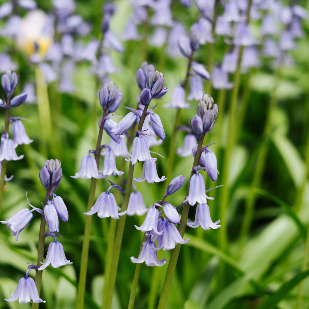 Hyacinthoides hispanica blauw (Spaanse hyacint, 10 stuks) BIO