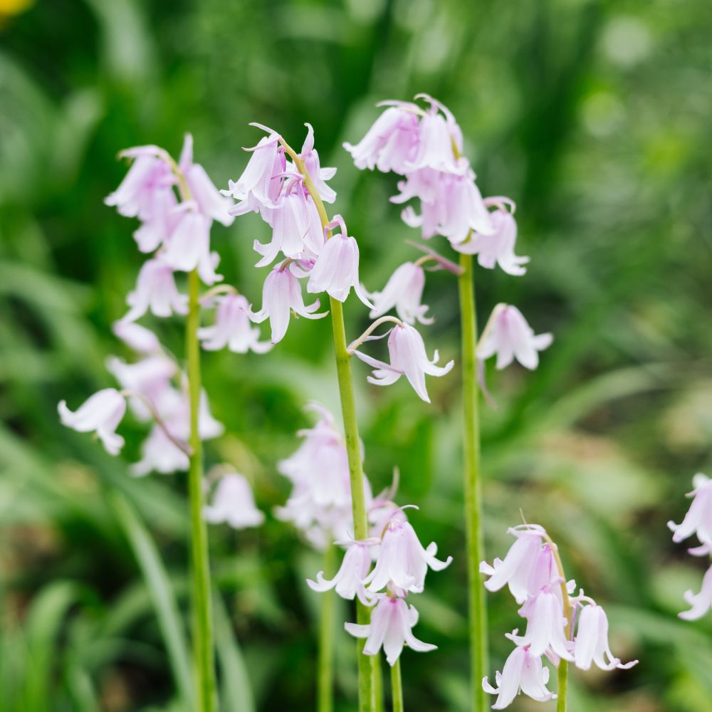 Hyacinthoides hispanica roze (Spaanse hyacint, 10 stuks) BIO