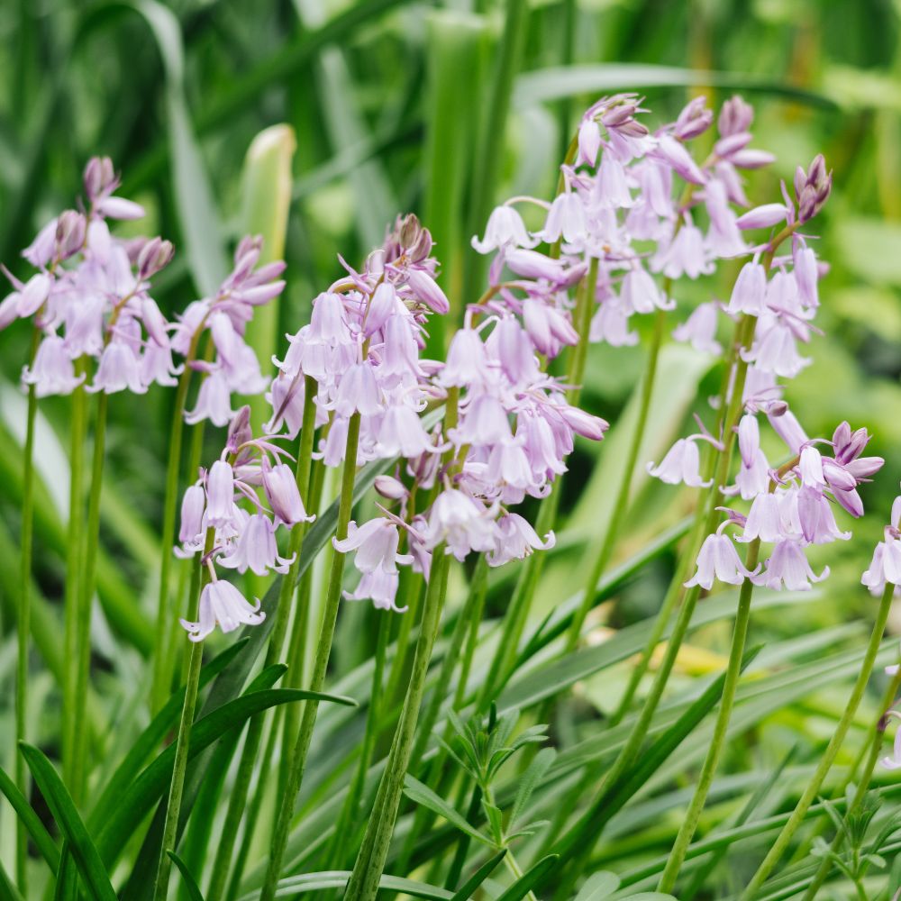 Hyacinthoides hispanica roze (Spaanse hyacint, 10 stuks) BIO
