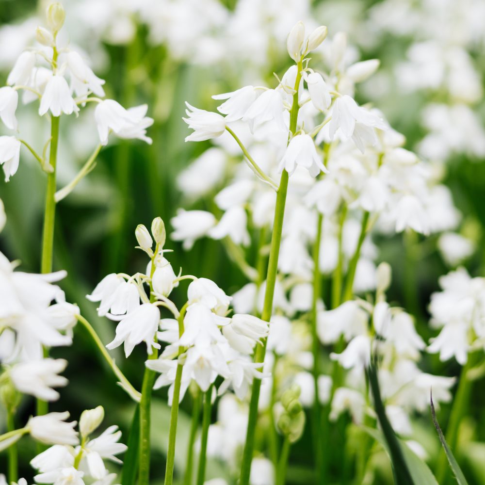 Hyacinthoides hispanica wit (Spaanse hyacint, 10 stuks) BIO