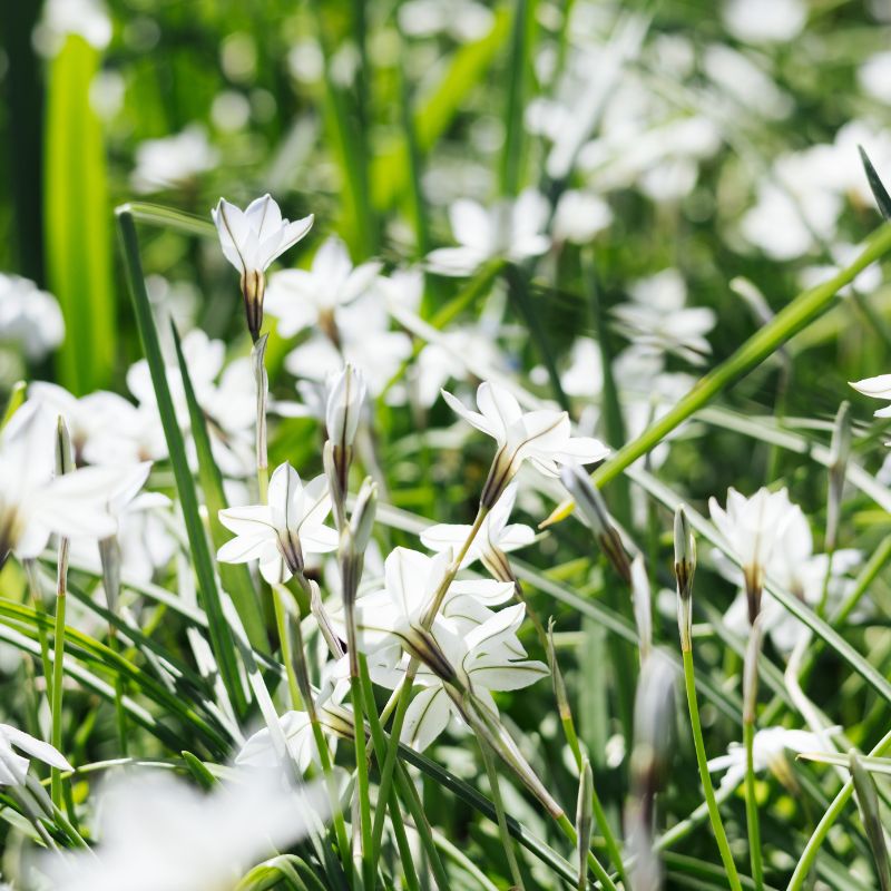 Ipheion 'Wisley Blue' (voorjaarsster, 10 stuks)
