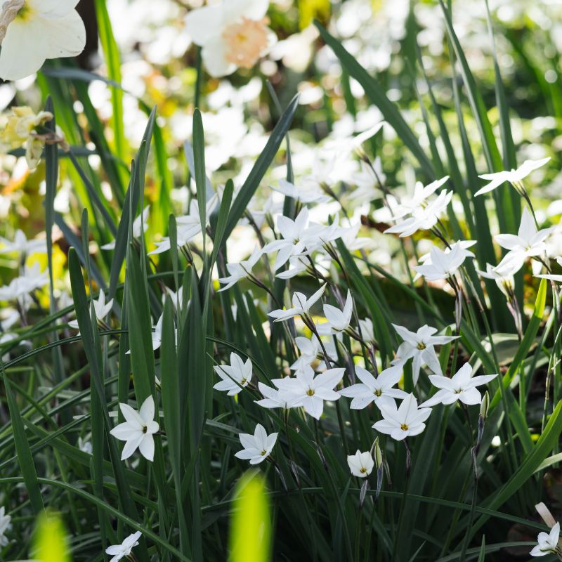 Ipheion 'Wisley Blue' (voorjaarsster, 10 stuks)