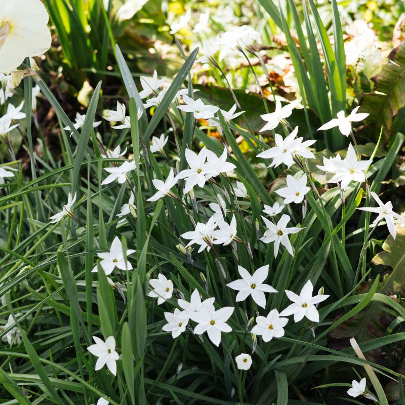 Ipheion 'Wisley Blue' (voorjaarsster, 10 stuks)