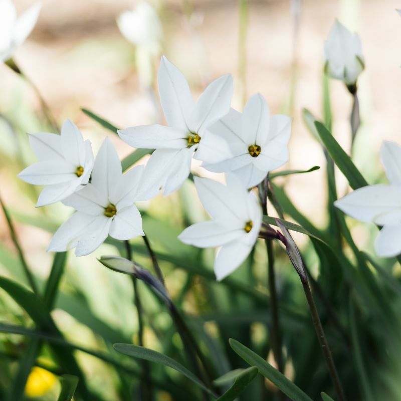 Ipheion 'Wisley Blue' (voorjaarsster, 10 stuks)