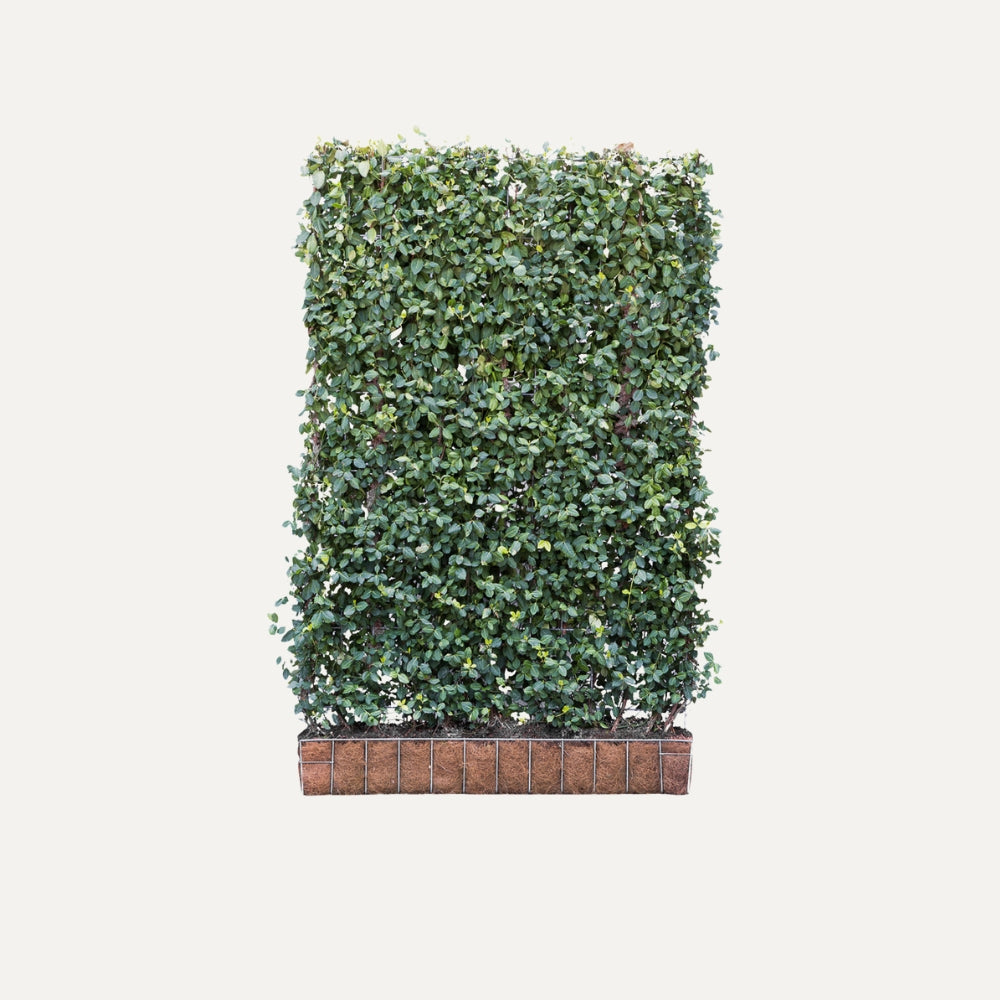 Kant-en-klaar haag Euonymus 'Dart's Blanket' (kardinaalsmuts)