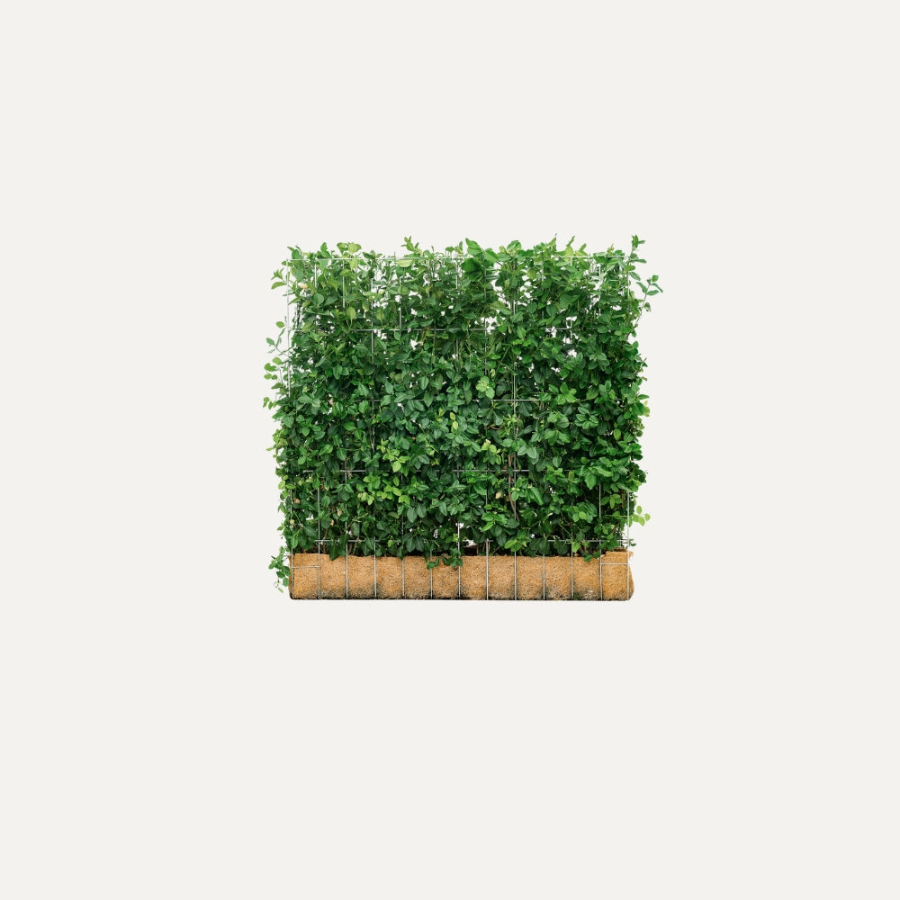 Kant-en-klaar haag Euonymus 'Dart's Blanket' (kardinaalsmuts)