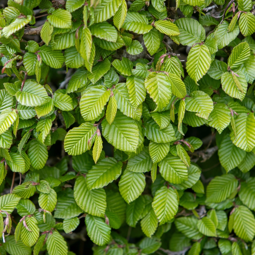 Kant-en-klaar inheemse haag Carpinus betulus (haagbeuk)