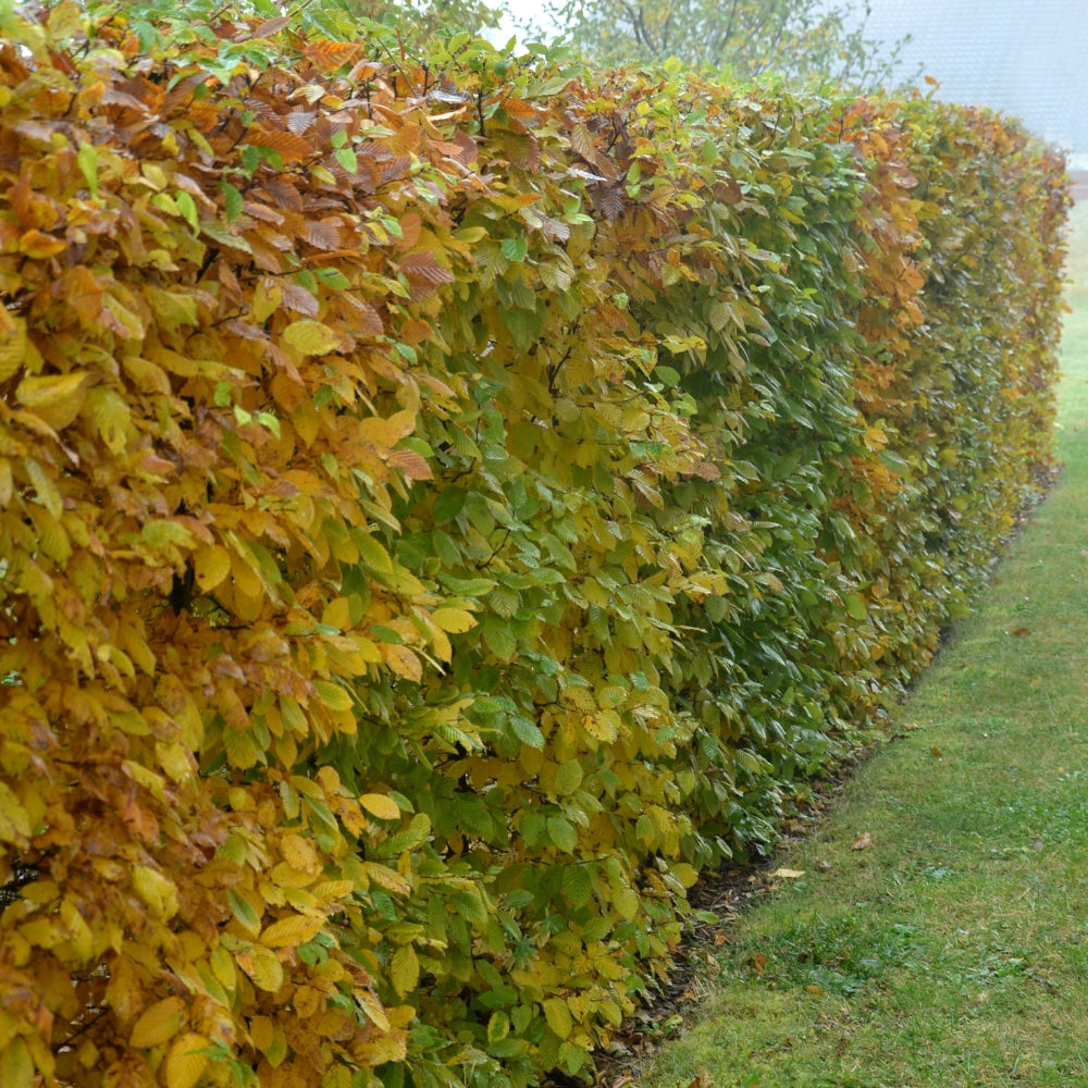 Kant-en-klaar inheemse haag Carpinus betulus (haagbeuk)