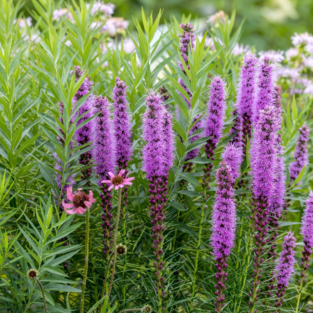 Liatris spicata (knopige slangenwortel)