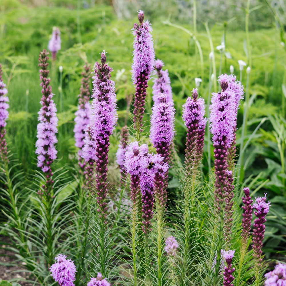 Liatris spicata (knopige slangenwortel) BIO