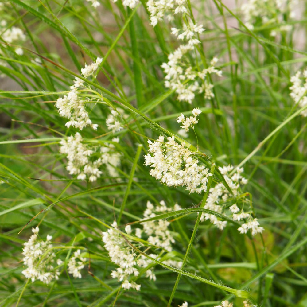 Luzula nivea (veldbies)