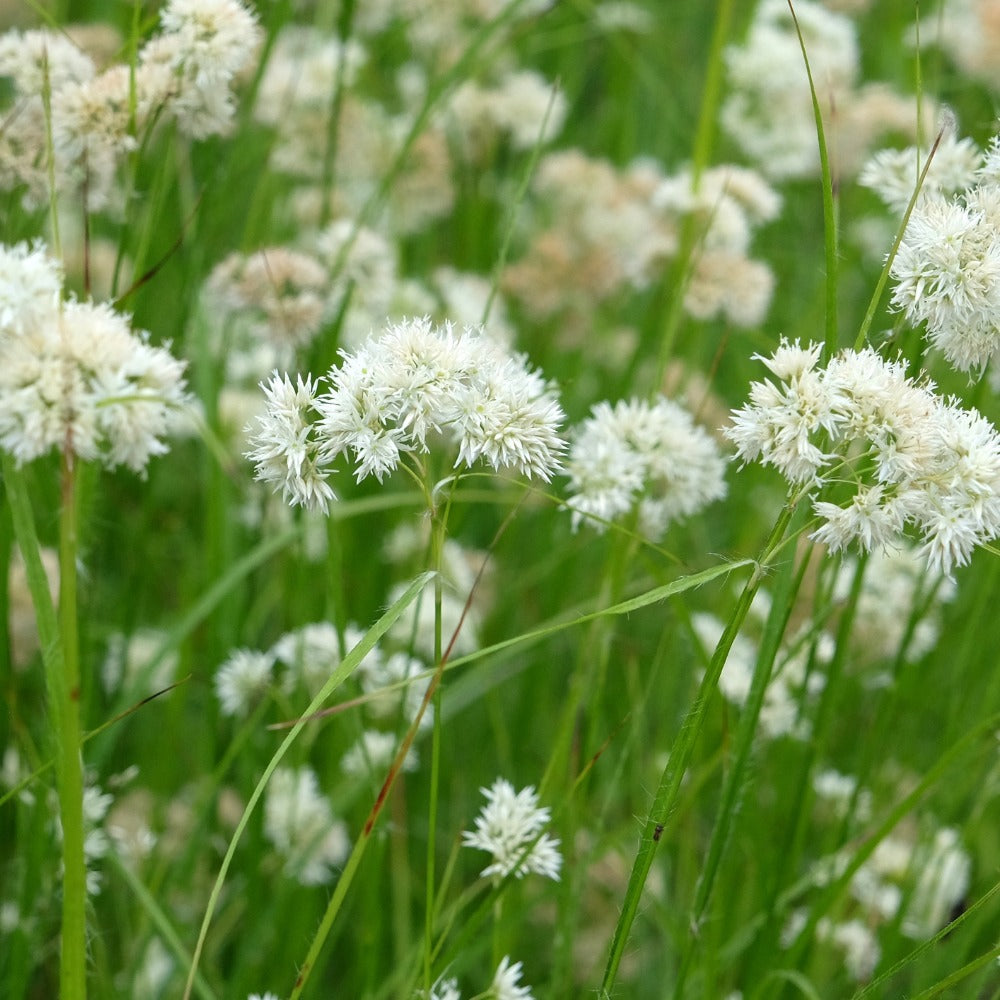 Luzula nivea (veldbies)