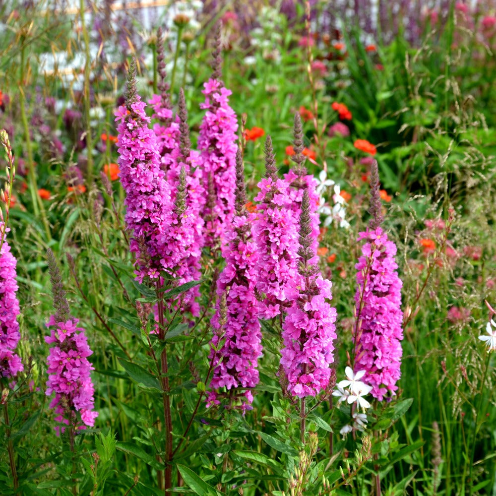 Lythrum salicaria 'Robert' (kattenstaart)