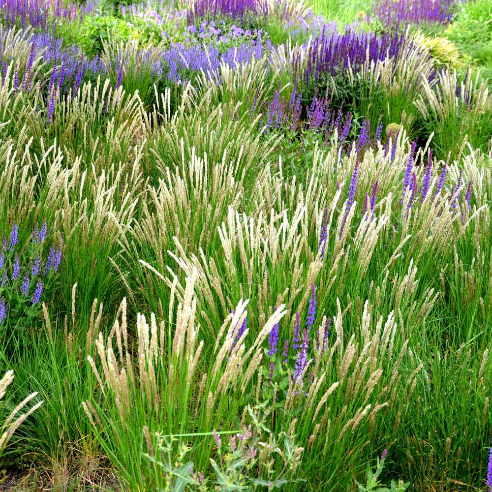 Melica ciliata (parelgras)