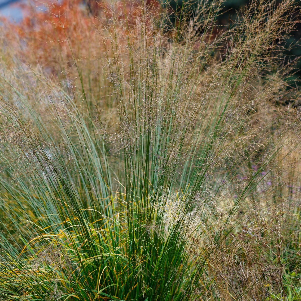 Molinia arundinacea 'Transparent' (pijpestrootje)
