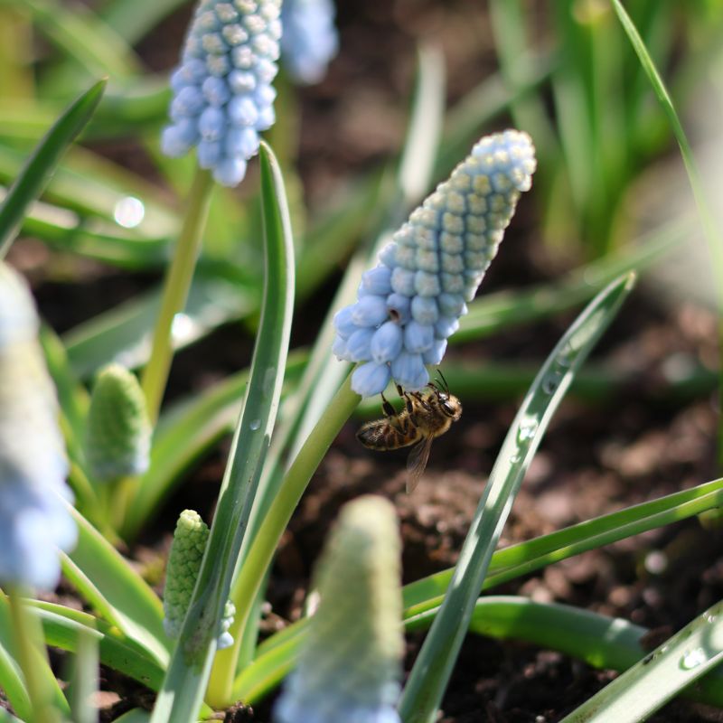 Muscari 'Valerie Finnis' (blauw druifje, 20 stuks)