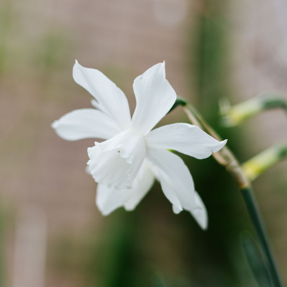 Narcis 'Thalia' (10 stuks) BIO