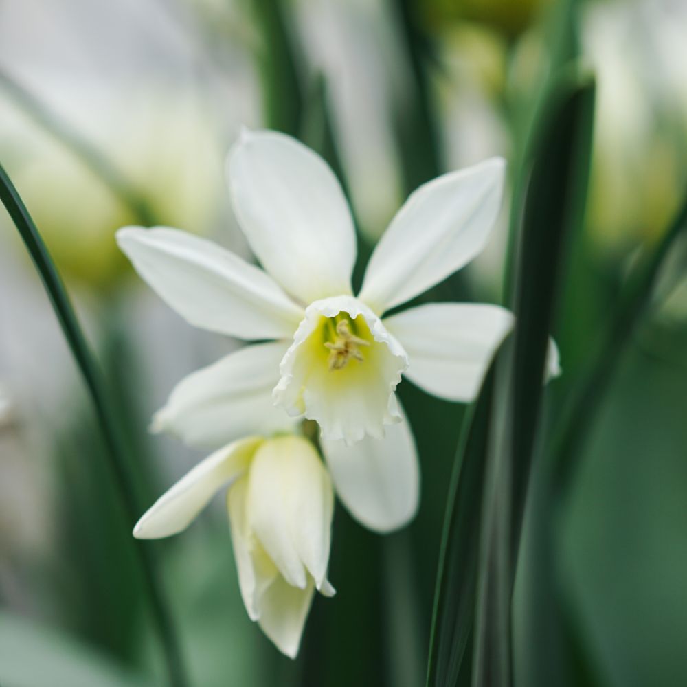 Narcis 'Thalia' (10 stuks) BIO