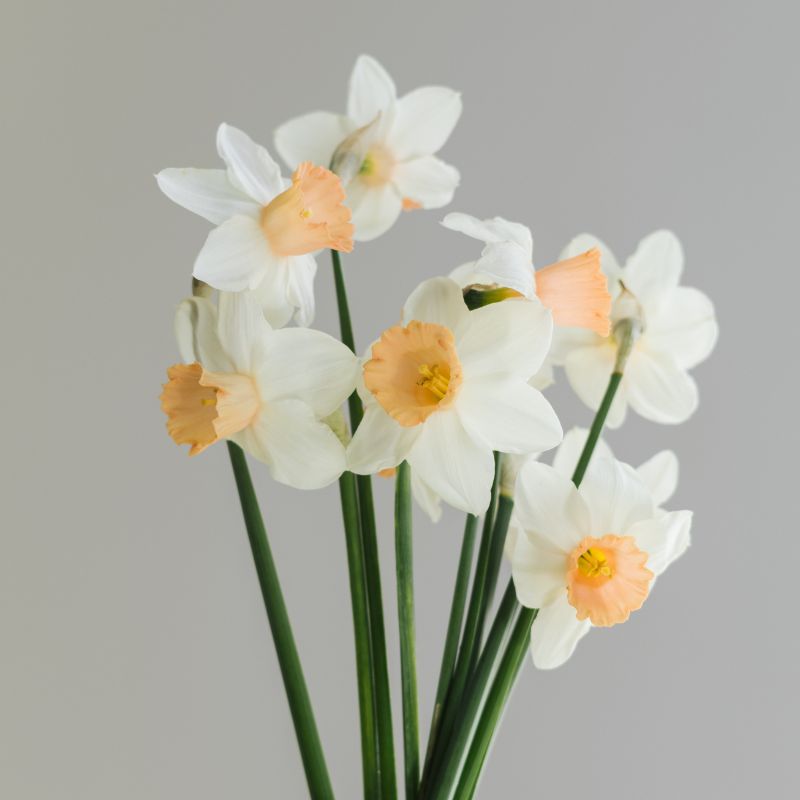Narcis 'Accent' (10 stuks)