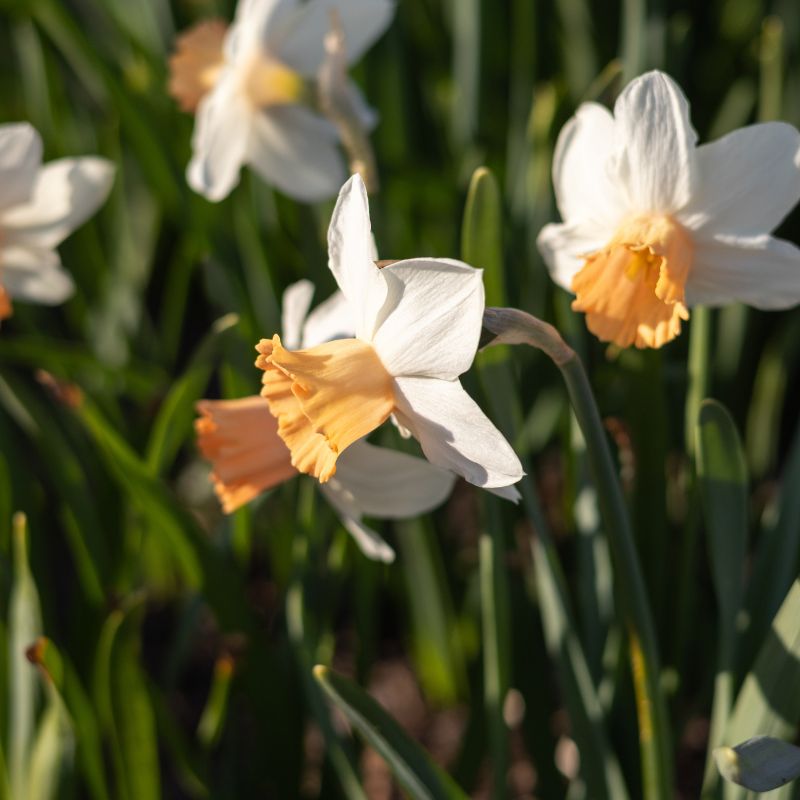 Narcis 'Accent' (10 stuks)