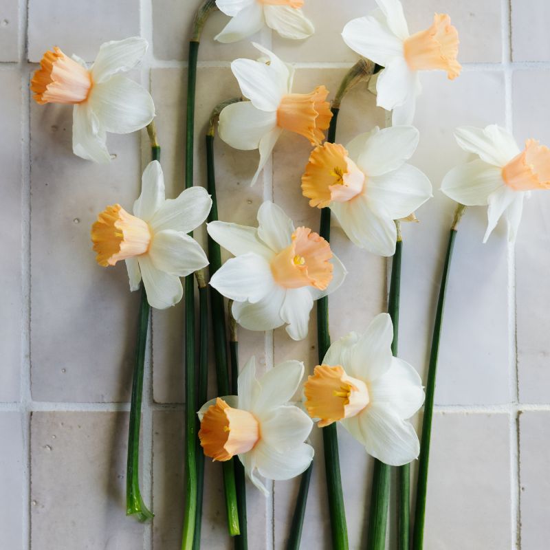 Narcis 'Accent' (10 stuks)