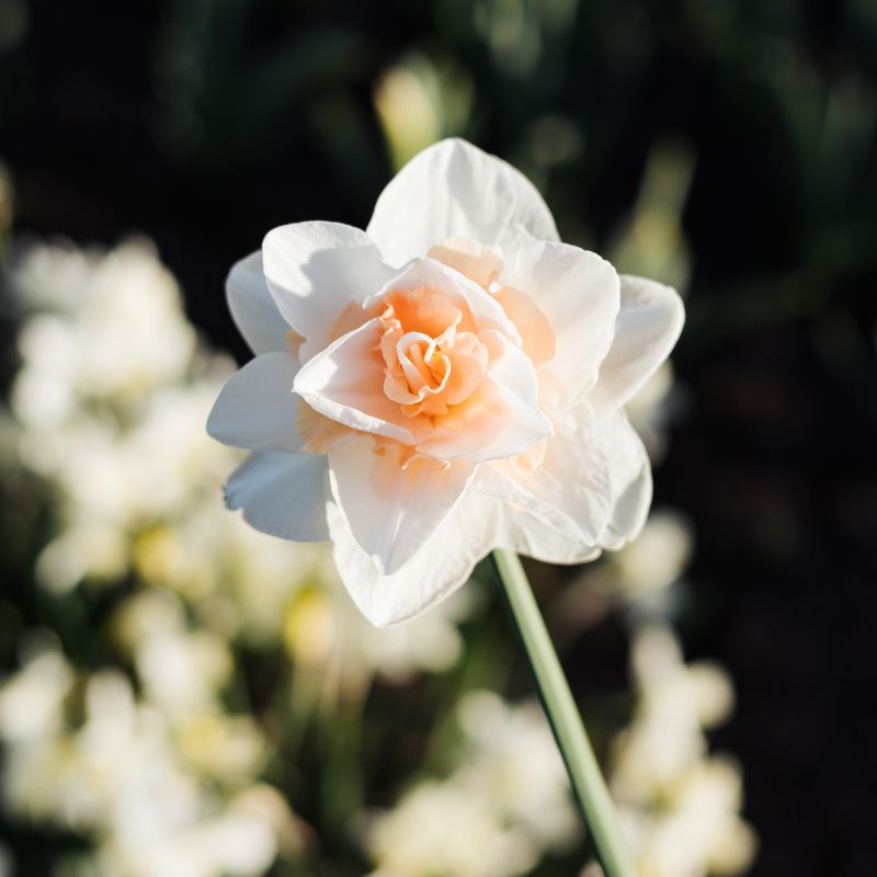 Narcis 'Delnashaugh' (10 stuks)