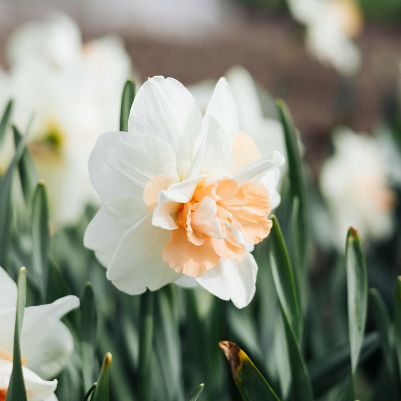 Narcis 'Delnashaugh' (10 stuks)