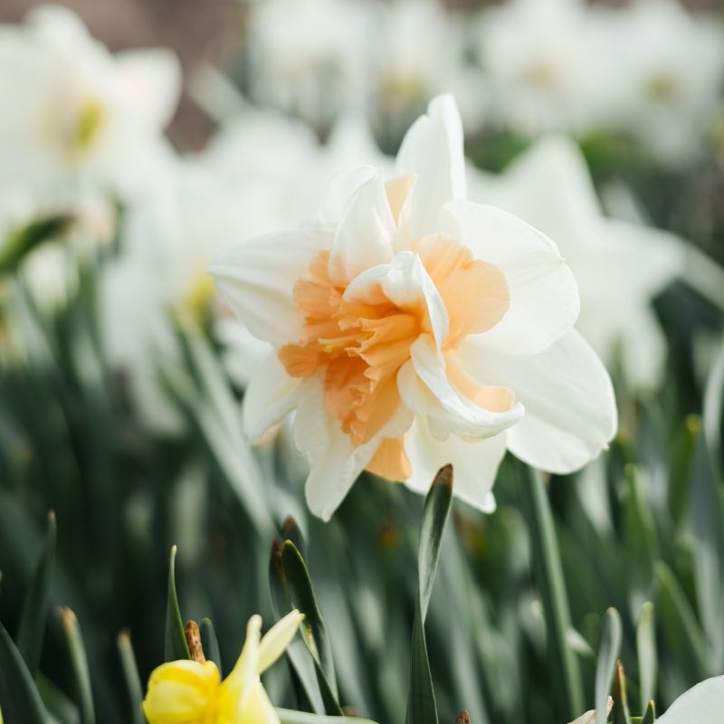 Narcis 'Delnashaugh' (10 stuks)