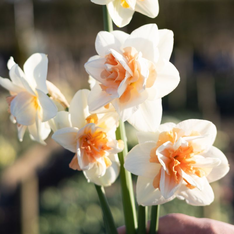 Narcis 'Delnashaugh' (10 stuks)