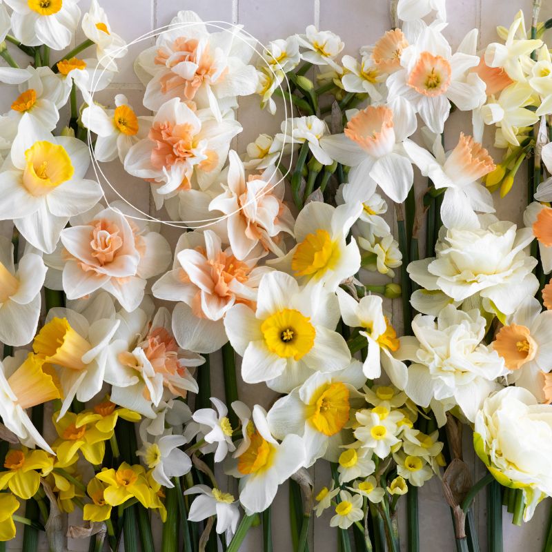 Narcis 'Delnashaugh' (10 stuks)
