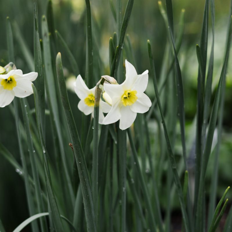 Narcis 'Lieke' (10 stuks)