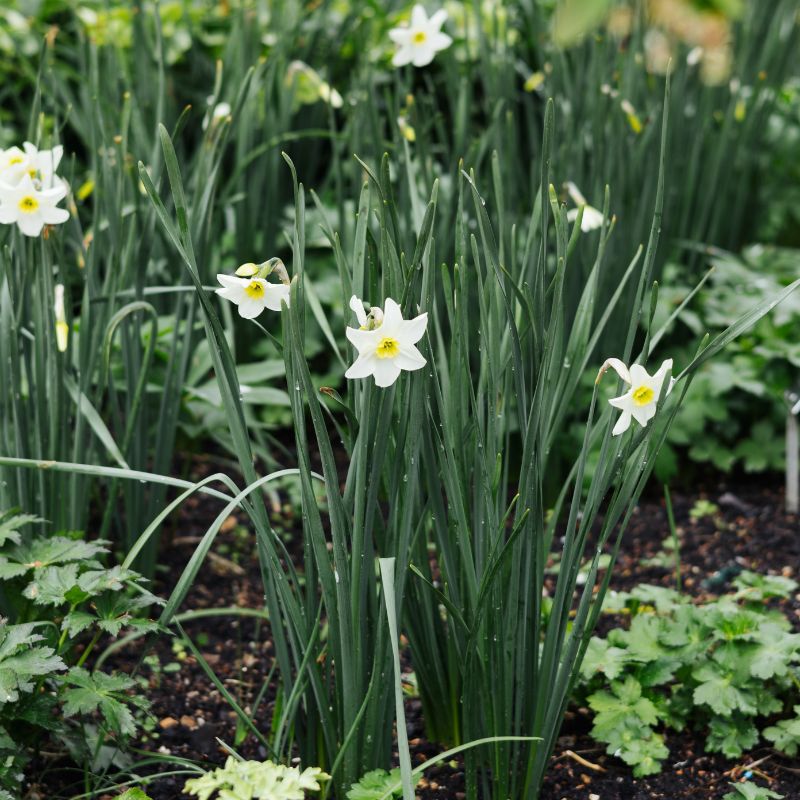 Narcis 'Lieke' (10 stuks)