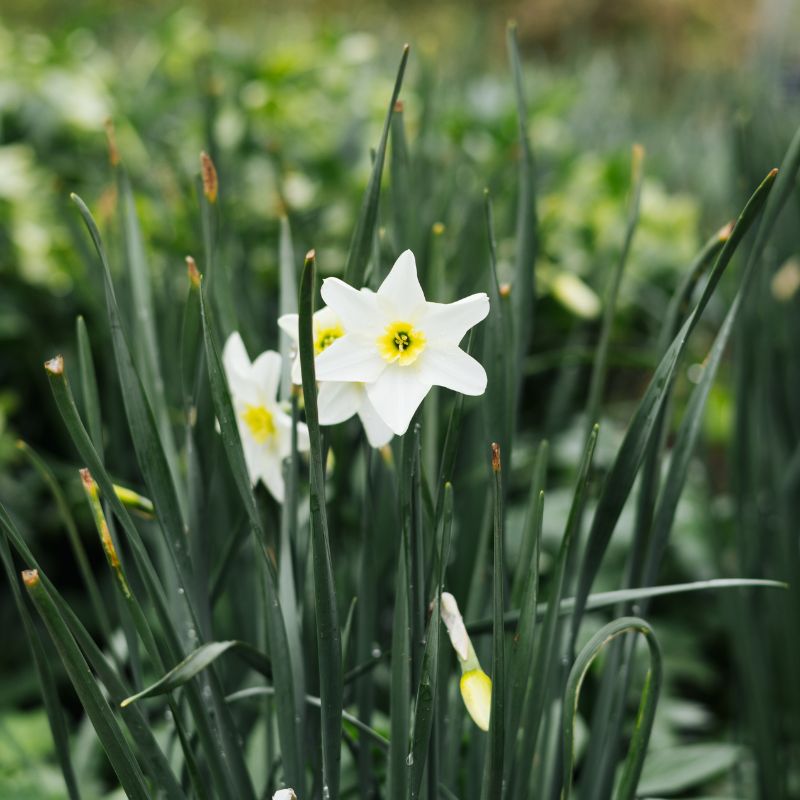 Narcis 'Lieke' (10 stuks)