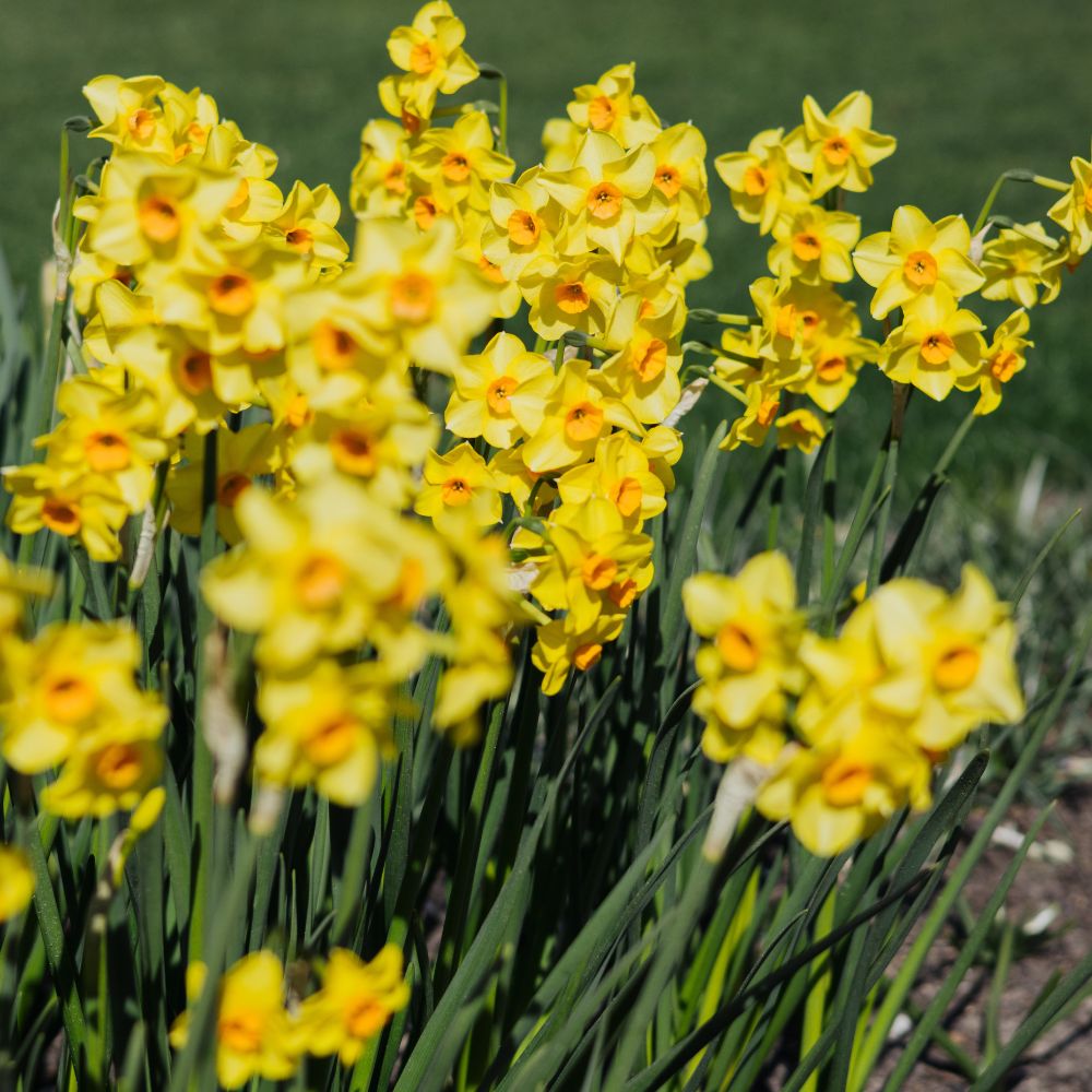 Narcis 'Martinette' (10 stuks) BIO